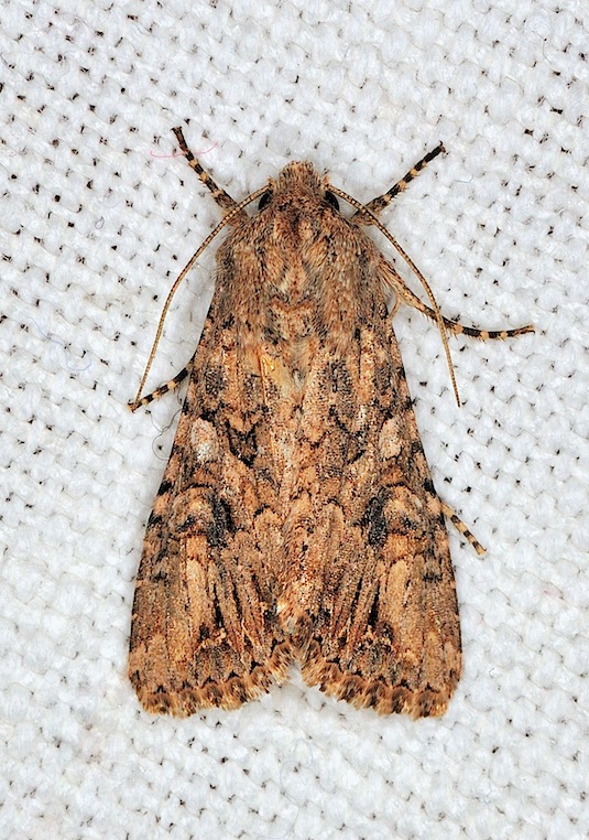 Mniotype adusta ?????